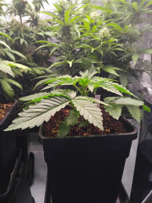 420 Fastbuds - Mystery plant from 5pack.. Week 2