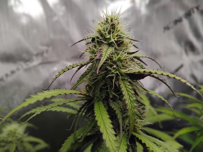 4 Auto´s. Week 8 - Apple fritter auto