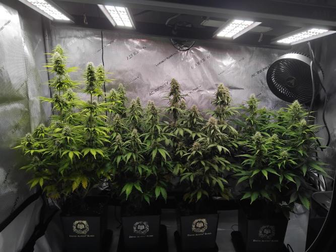 4 Auto´s. Week 8