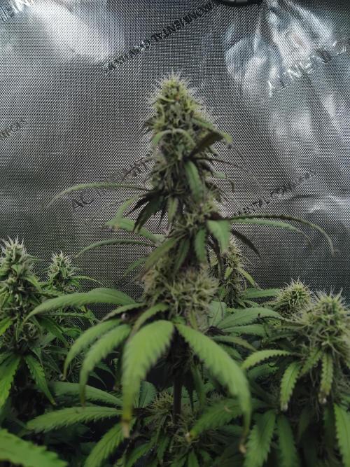 4 Auto´s. Week 8 - Apple fritter auto