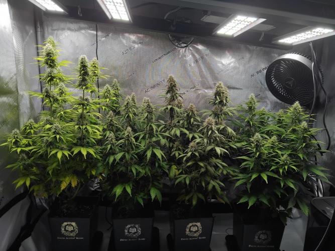 4 Auto´s. Week 8