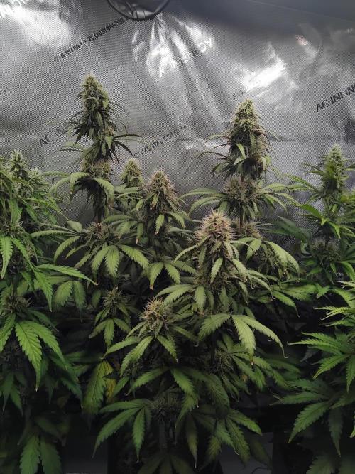 4 Auto´s. Week 8 - Apple fritter auto