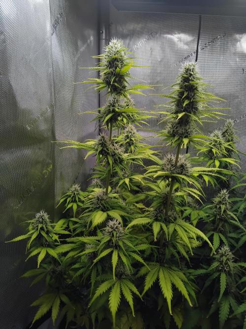 4 Auto´s. Week 8 - Blue cheese auto