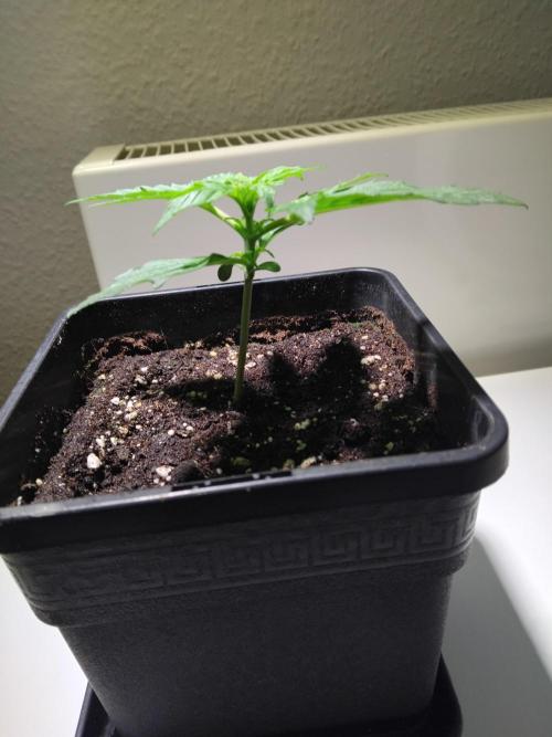 Royal Queen Seeds - Milky Way F1 Auto. Week 2 - Saturday