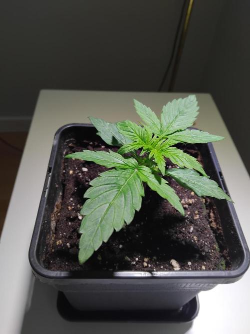 Royal Queen Seeds - Milky Way F1 Auto. Week 2 - Saturday