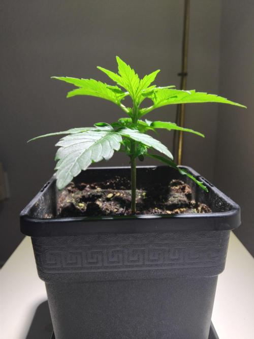 Royal Queen Seeds - Milky Way F1 Auto. Week 2 - Tuesday