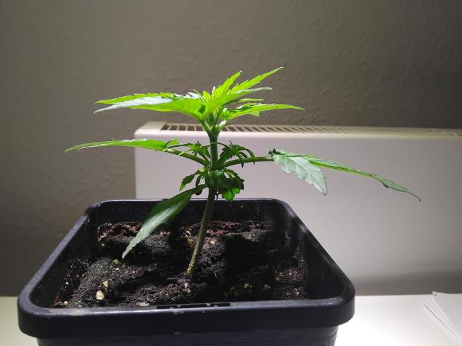 Royal Queen Seeds - Milky Way F1 Auto. Week 2 - Tuesday