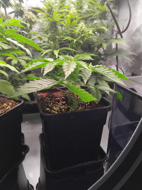 420 Fastbuds - Mystery plant from 5pack.. Week 3