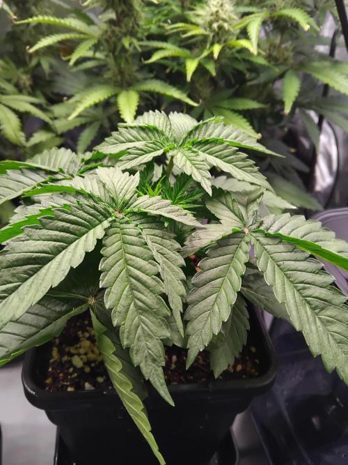 420 Fastbuds - Mystery plant from 5pack.. Week 3