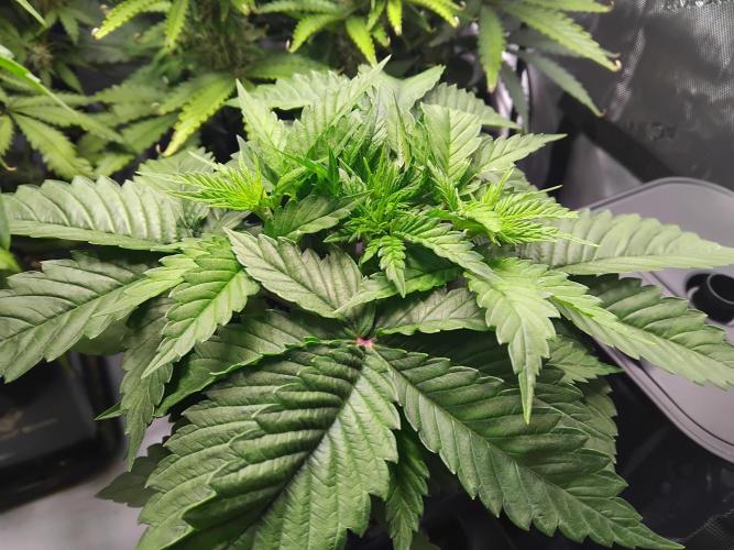 420 Fastbuds - Mystery plant from 5pack.. Week 3