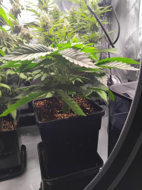 420 Fastbuds - Mystery plant from 5pack.. Week 3