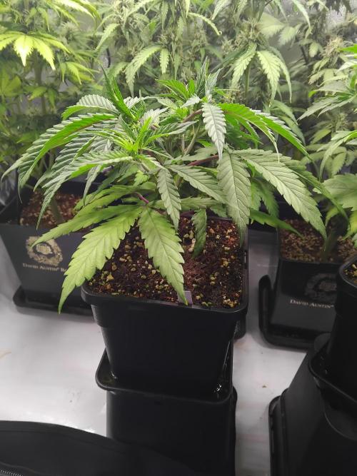 White Widow Seedsman Regular. Week 5