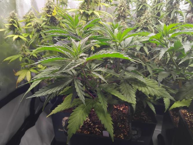 White Widow Seedsman Regular. Week 5