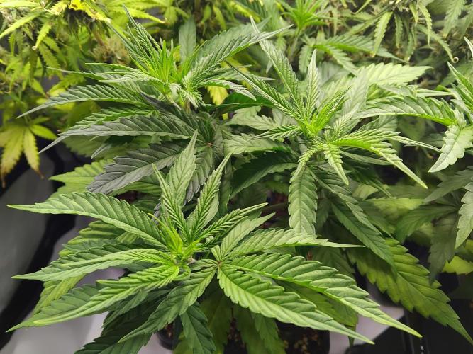 White Widow Seedsman Regular. Week 5