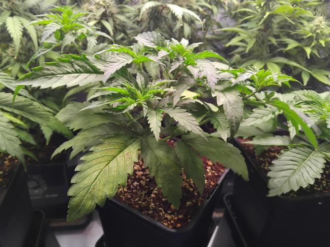 Barneys Farm - O.G Kush feminized. Week 3