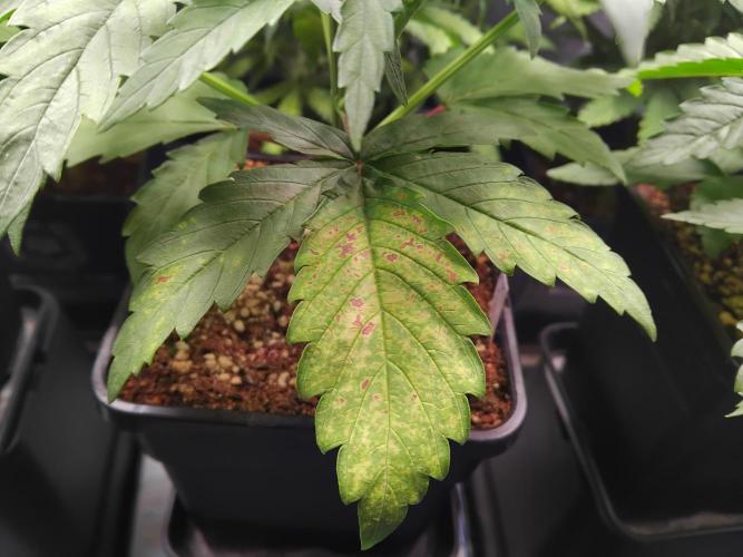 Barneys Farm - O.G Kush feminized. Week 3