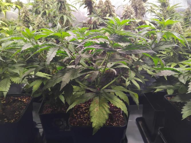Barneys Farm - O.G Kush feminized. Week 3