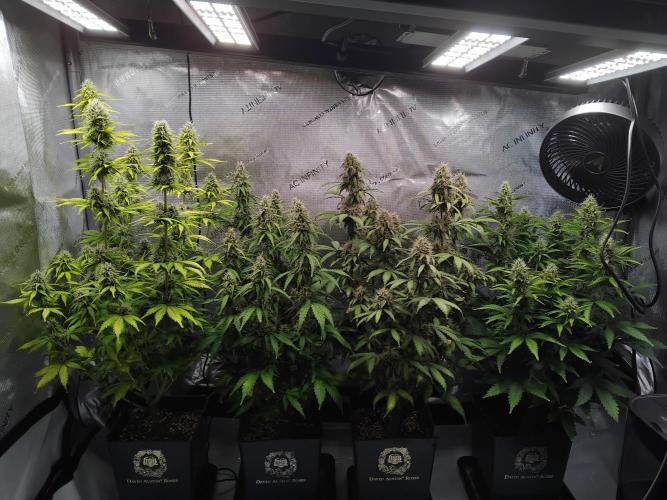 4 Auto´s. Week 9