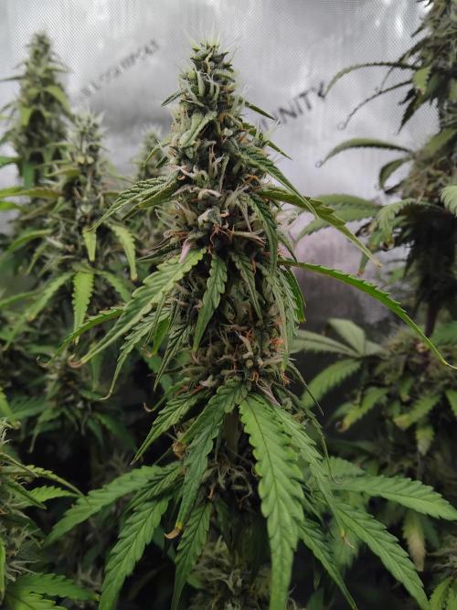 4 Auto´s. Week 9 - Blue cheese auto