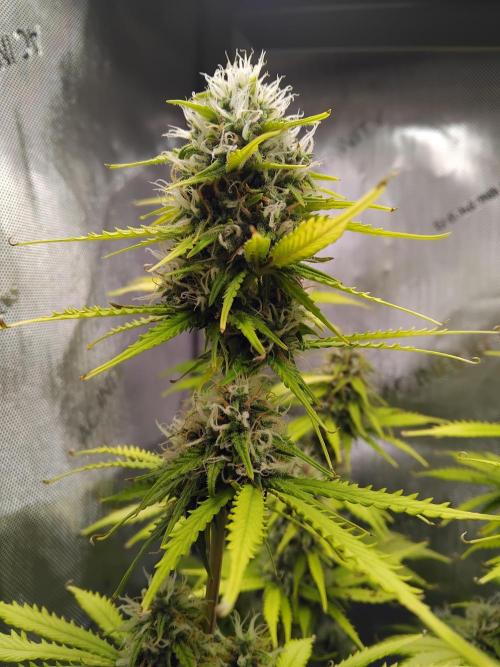 4 Auto´s. Week 9 - Blue cheese auto