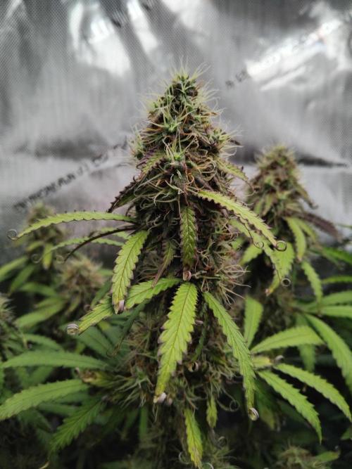 4 Auto´s. Week 9 - Apple fritter auto