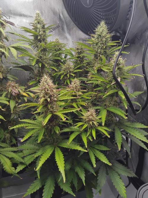 4 Auto´s. Week 9 - Apple fritter auto