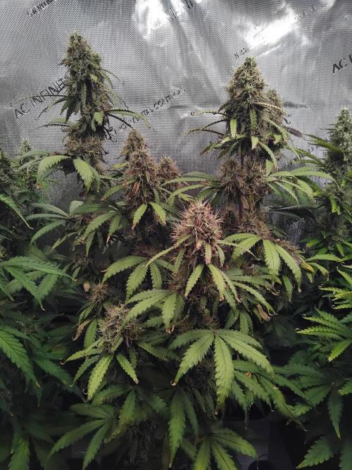 4 Auto´s. Week 9 - Apple fritter auto