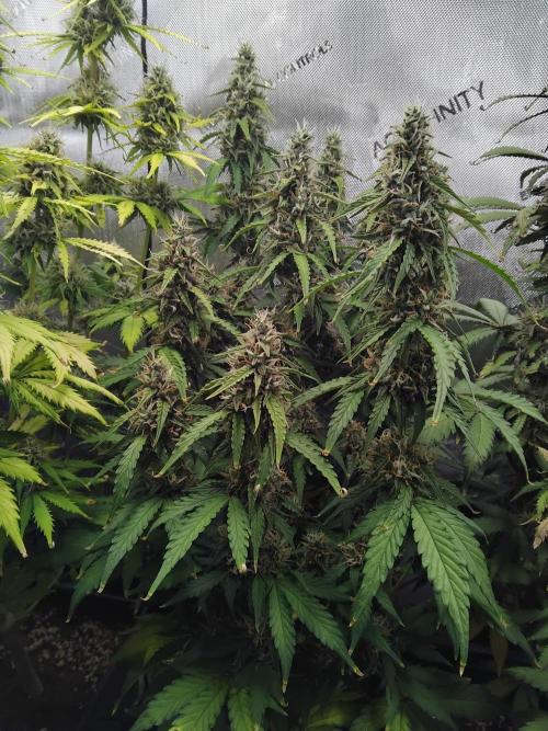 4 Auto´s. Week 9 - Blue cheese auto