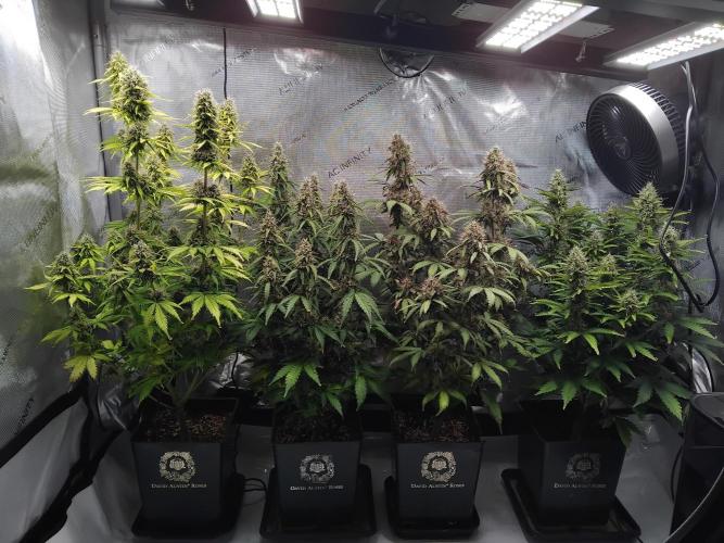4 Auto´s. Week 9