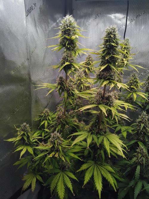 4 Auto´s. Week 9 - Blue cheese auto