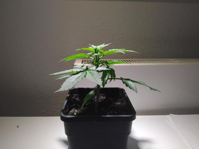 Royal Queen Seeds - Milky Way F1 Auto. Week 3