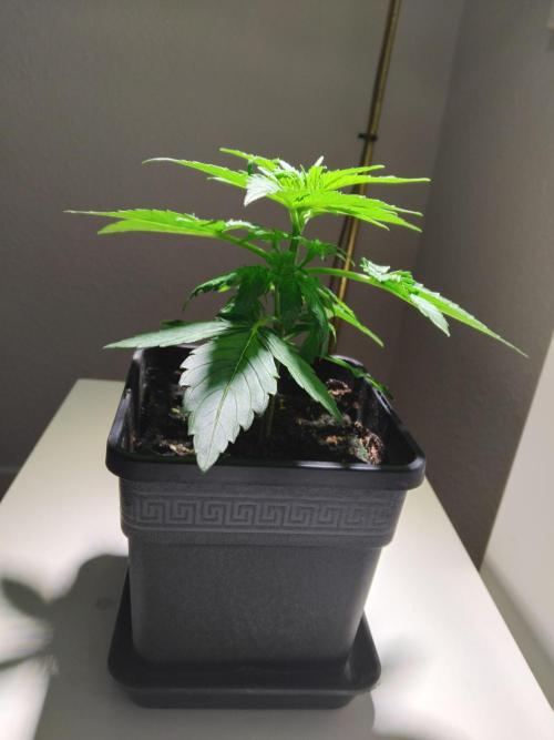 Royal Queen Seeds - Milky Way F1 Auto. Week 3