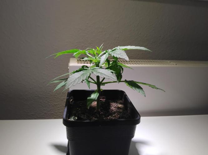 Royal Queen Seeds - Milky Way F1 Auto. Week 3