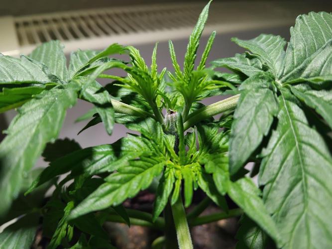 Royal Queen Seeds - Milky Way F1 Auto. Week 3