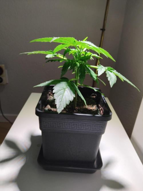Royal Queen Seeds - Milky Way F1 Auto. Week 3