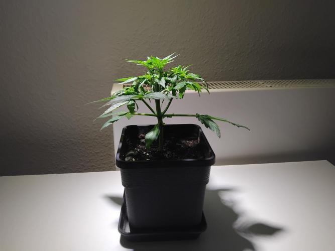 Royal Queen Seeds - Milky Way F1 Auto. Week 3