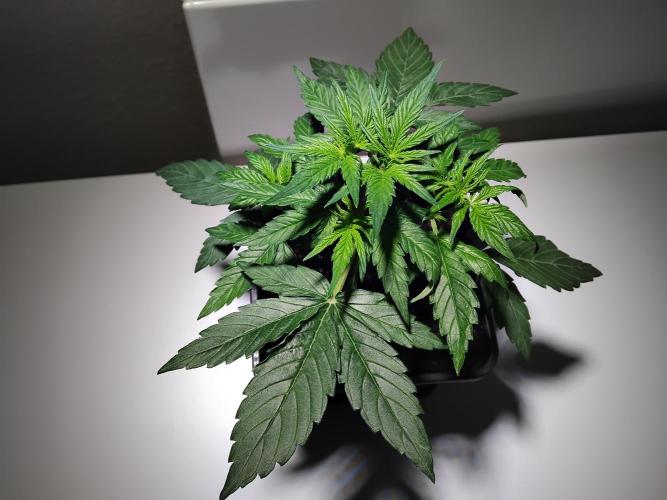 Royal Queen Seeds - Milky Way F1 Auto. Week 3