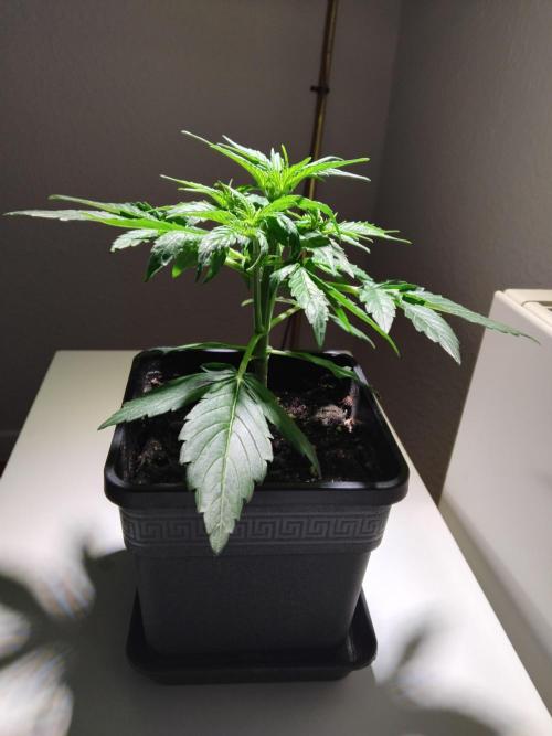 Royal Queen Seeds - Milky Way F1 Auto. Week 3