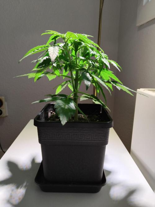 Royal Queen Seeds - Milky Way F1 Auto. Week 4