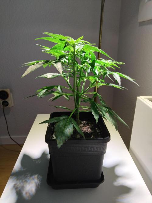 Royal Queen Seeds - Milky Way F1 Auto. Week 4