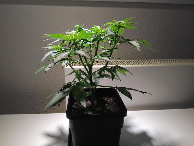 Royal Queen Seeds - Milky Way F1 Auto. Week 4