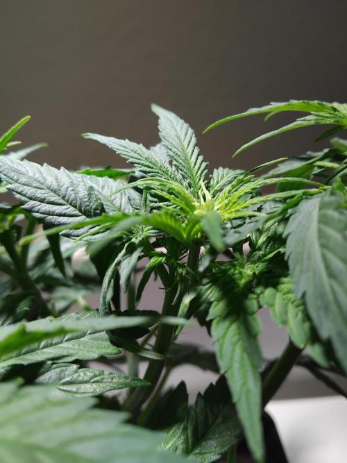Royal Queen Seeds - Milky Way F1 Auto. Week 4 - First signs of flower.