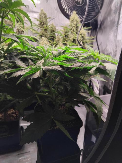 420 Fastbuds - Mystery plant from 5pack.. Week 4