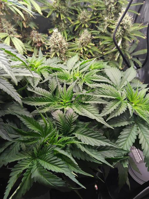 420 Fastbuds - Mystery plant from 5pack.. Week 4