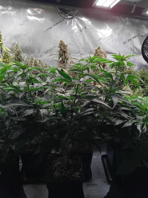 Barneys Farm - O.G Kush feminized. Week 4