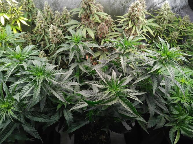 OG Kush. Week 4