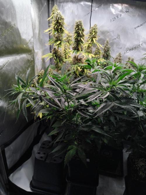 White Widow Seedsman Regular. Week 6