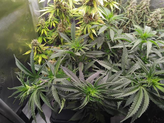 White Widow Seedsman Regular. Week 6