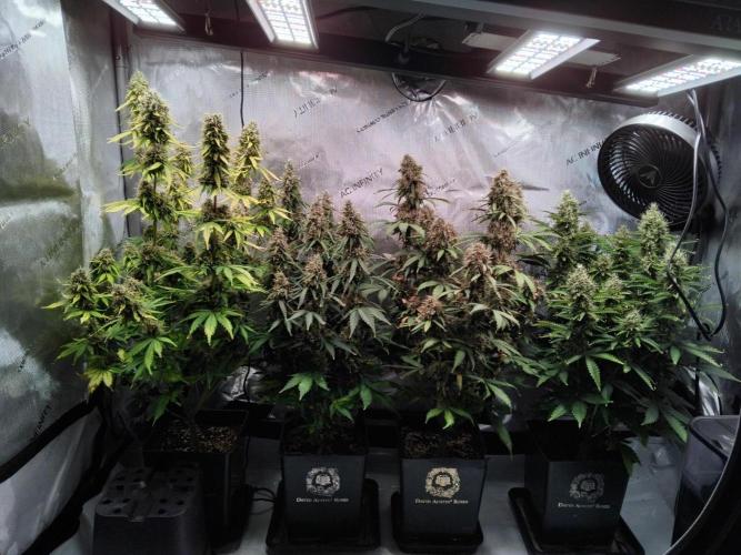 4 Auto´s. Week 10