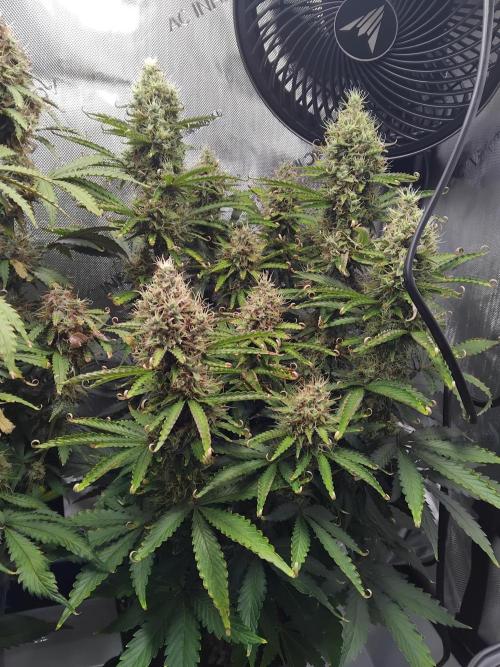 4 Auto´s. Week 10 - This Apple fritter auto responded to the added Magnesium, see the raised leaftip